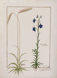 Fru Fr. Fv VI #1 fol.153v Kornøre og Cyminum Sylvestre, illustrasjon fra boken om enkle medisiner av Mattheaus Platearius (d.c.1161) ca. 1470